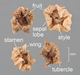   Fruits:   Bassia scoparia ; Photo by D. Walters and C. Southwick, Table Grape Weed Disseminule ID
